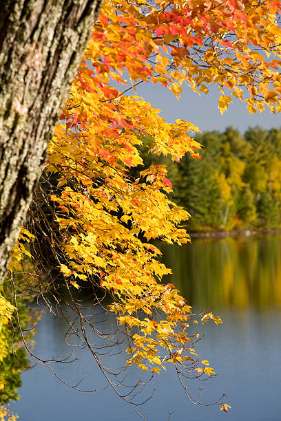 istock Autumn colours on the Lake 182368203
