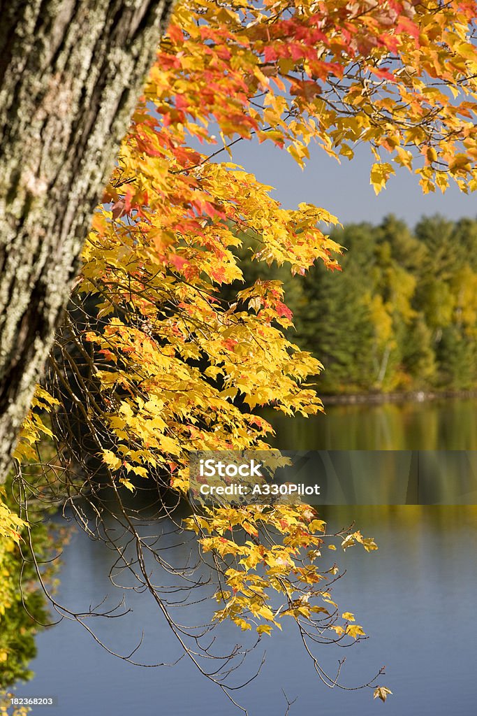 Outono cores no lago - Foto de stock de Amarelo royalty-free