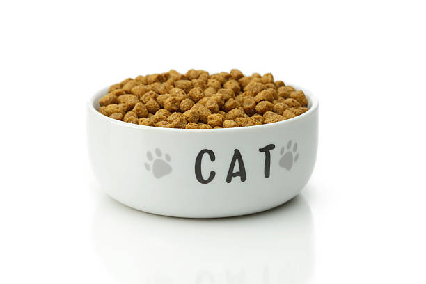 Cat dried food stock photo