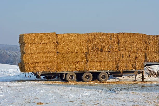 istock Straw bales on a trailer 182368386