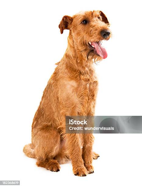 Foto de Portait De Um Terrier Irlandês e mais fotos de stock de Fundo Branco - Fundo Branco, Terrier irlandês, Animal