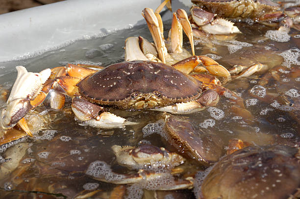 istock Close-up of Live Crabs in Shipping Container 182368654