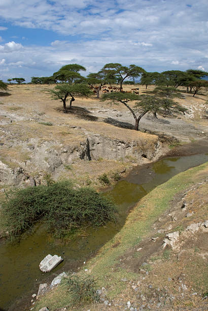 중유럽식 풍경 - animal africa ethiopia mule 뉴스 사진 이미지