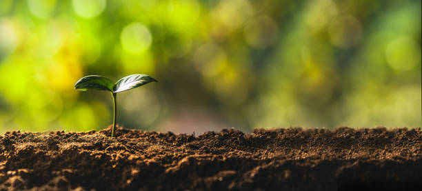 istock Trees growing on the ground and natural green background. 1823688131