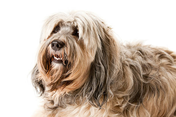 istock Portait of a Tibetan Terrier 182369008