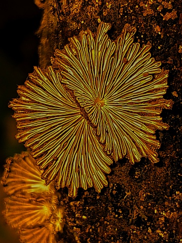 This image of Split Gill Fungus (Schizophyllum commune) growing on branch.