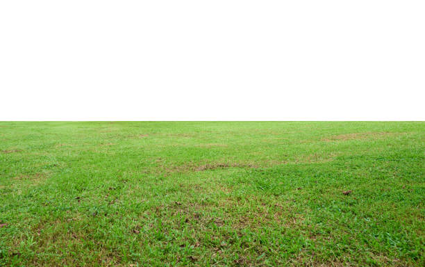 istock Green grass landscape isolated on white background 1823693345