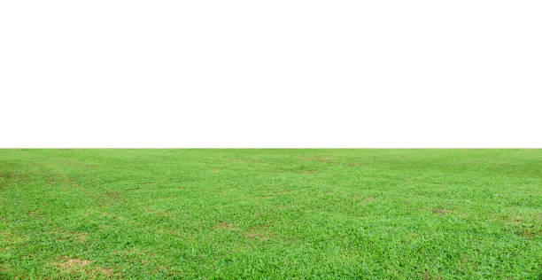 istock Green grass landscape isolated on white background 1823693749