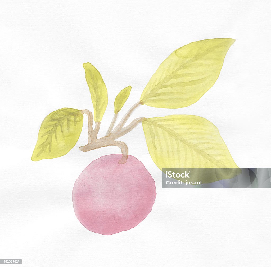Painted wodne apple i pióra - Zbiór zdjęć royalty-free (Akwarela)