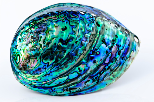Mother of pearl Abalone shell colorful isolated on whiteSee My Portfolio by clicking on the below images: