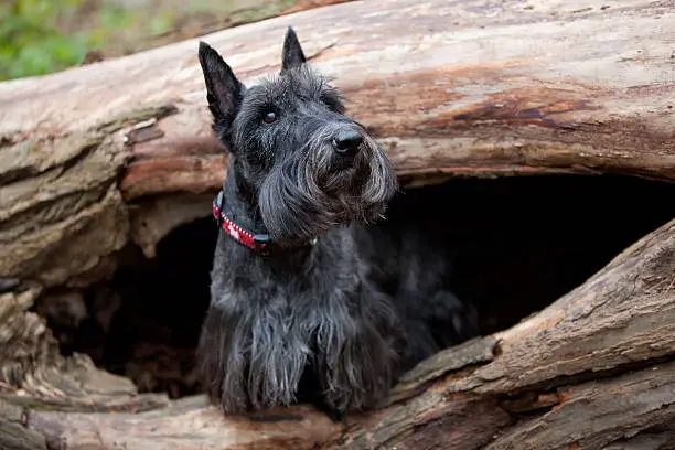 scottish terrier in hollowed log