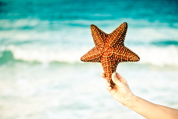 istock Starfish in front of blue sea 182369729