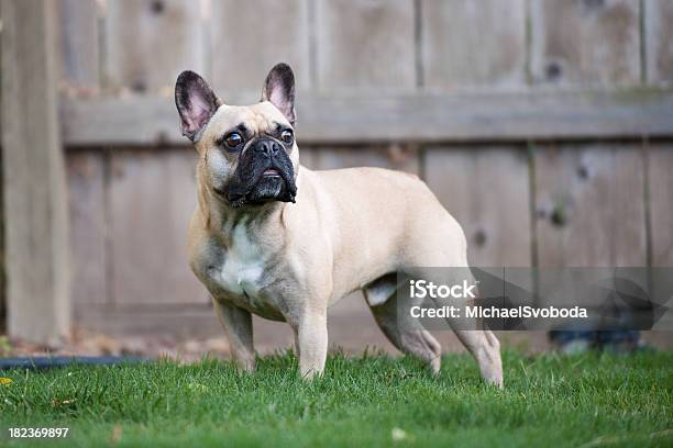 French Bulldog Stock Photo - Download Image Now - Animal, Bulldog, Canine - Animal