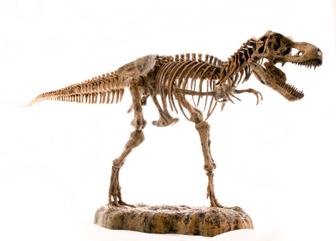 t-rex skeleton dinosaur