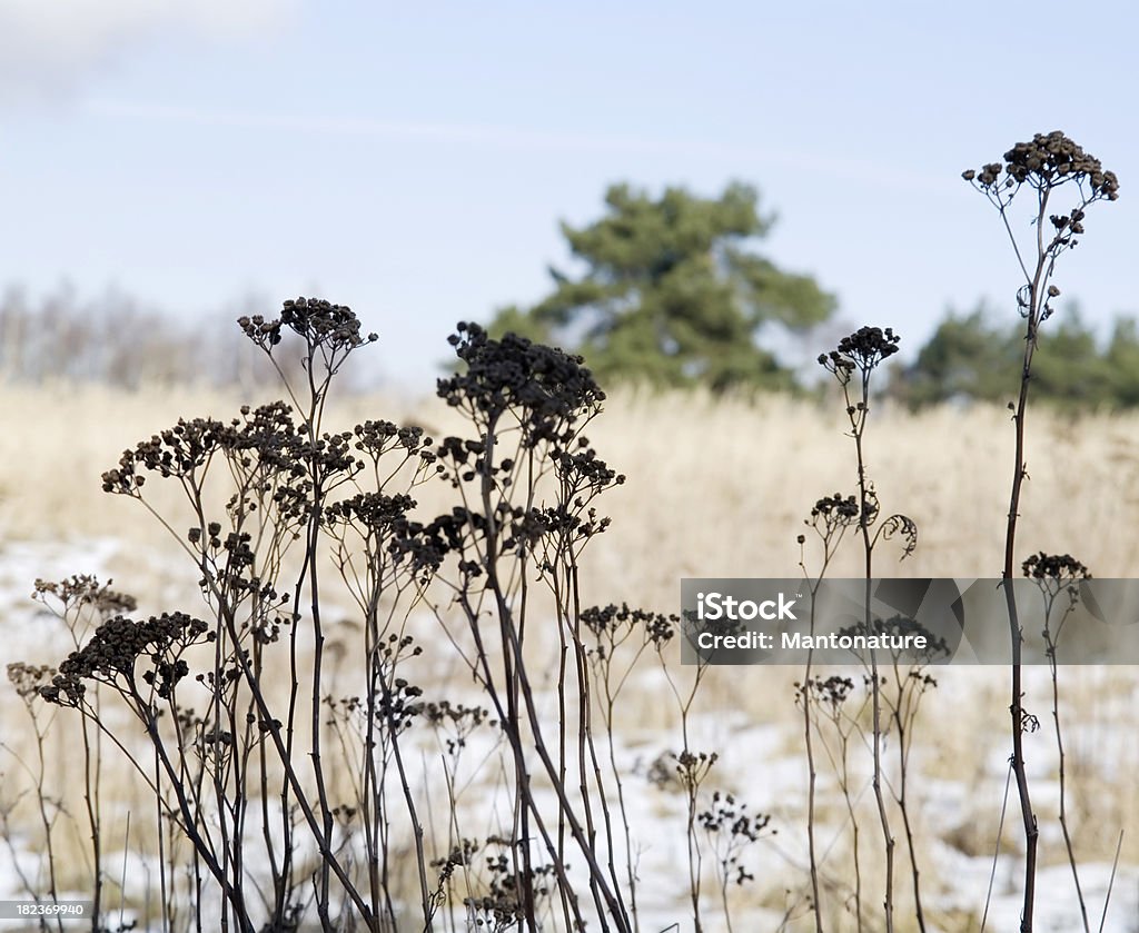 Arrière-plans de la nature: Plantes sec - Photo de Bleu libre de droits