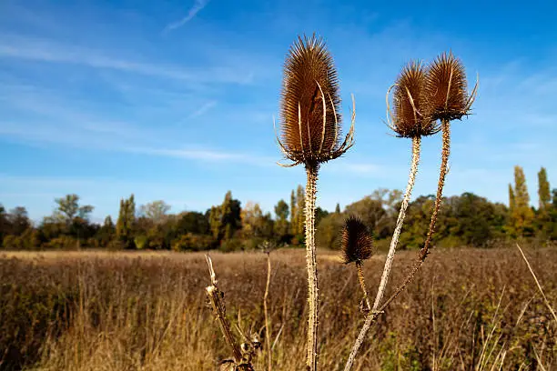 Photo of Dried teasel heads in South Norwood Country Park