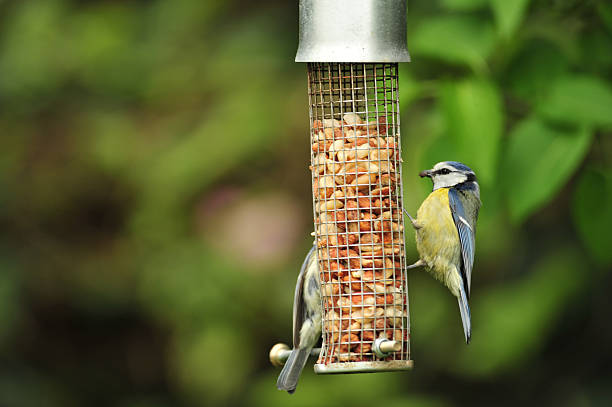 istock Blue Tit feeding from a peanut bird feeder 182370231