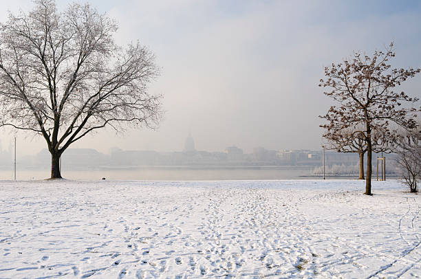Winter Forest