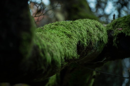 A vibrant outdoor image of a moss-covered tree branch with a few trees in the background