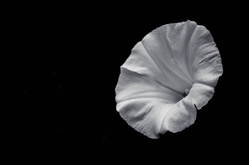 A beautiful white flower in full bloom