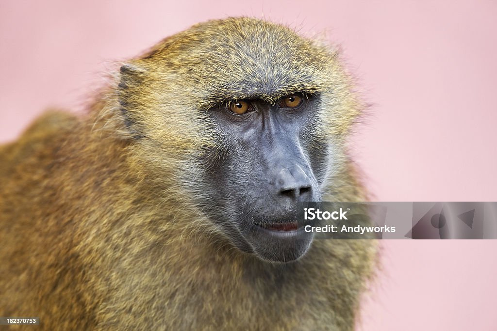 Pavian Porträt - Lizenzfrei Braun Stock-Foto