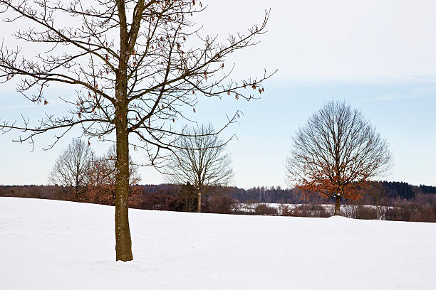 istock winter landscape snow and trees 182370905