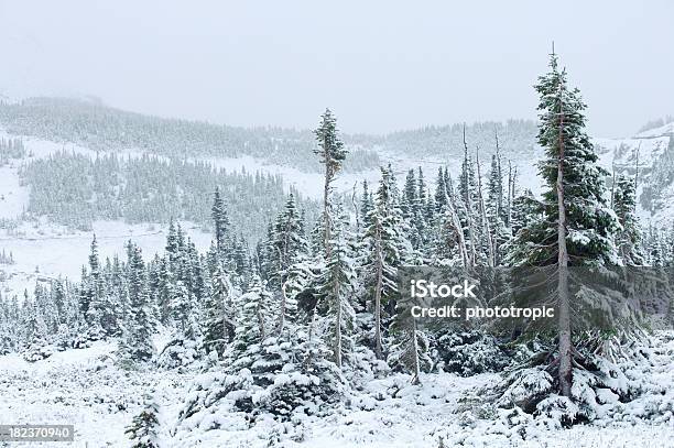 Parque Nacional De Los Glaciares Paisaje De Nieve Foto de stock y más banco de imágenes de Abeto - Abeto, Abeto alpino, Aire libre