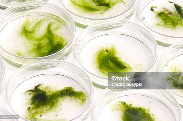 Algea Esperimento - Fotografie stock e altre immagini di Alga - Alga, Biotecnologia, Piastra Petri