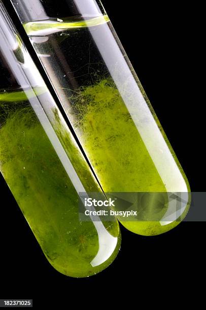 Alga Tubo De Ensaio - Fotografias de stock e mais imagens de Fundo Preto - Fundo Preto, Proveta, Biologia