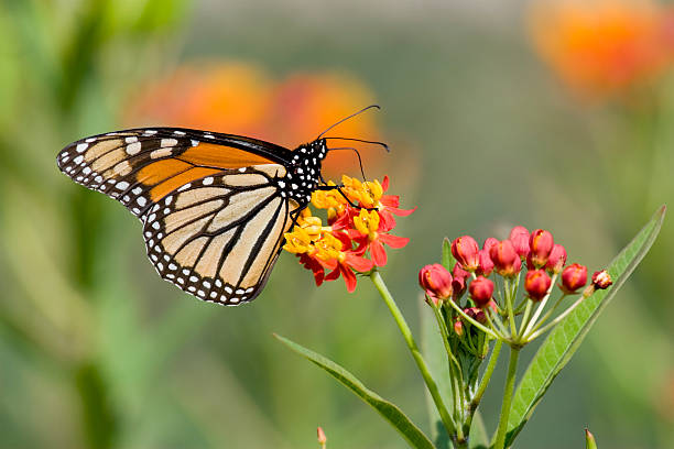 istock Monarch Butterfly on Lantana 182371044