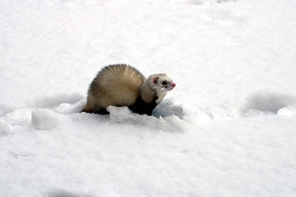 istock Ferret in winter having first contact with snow. 182371596