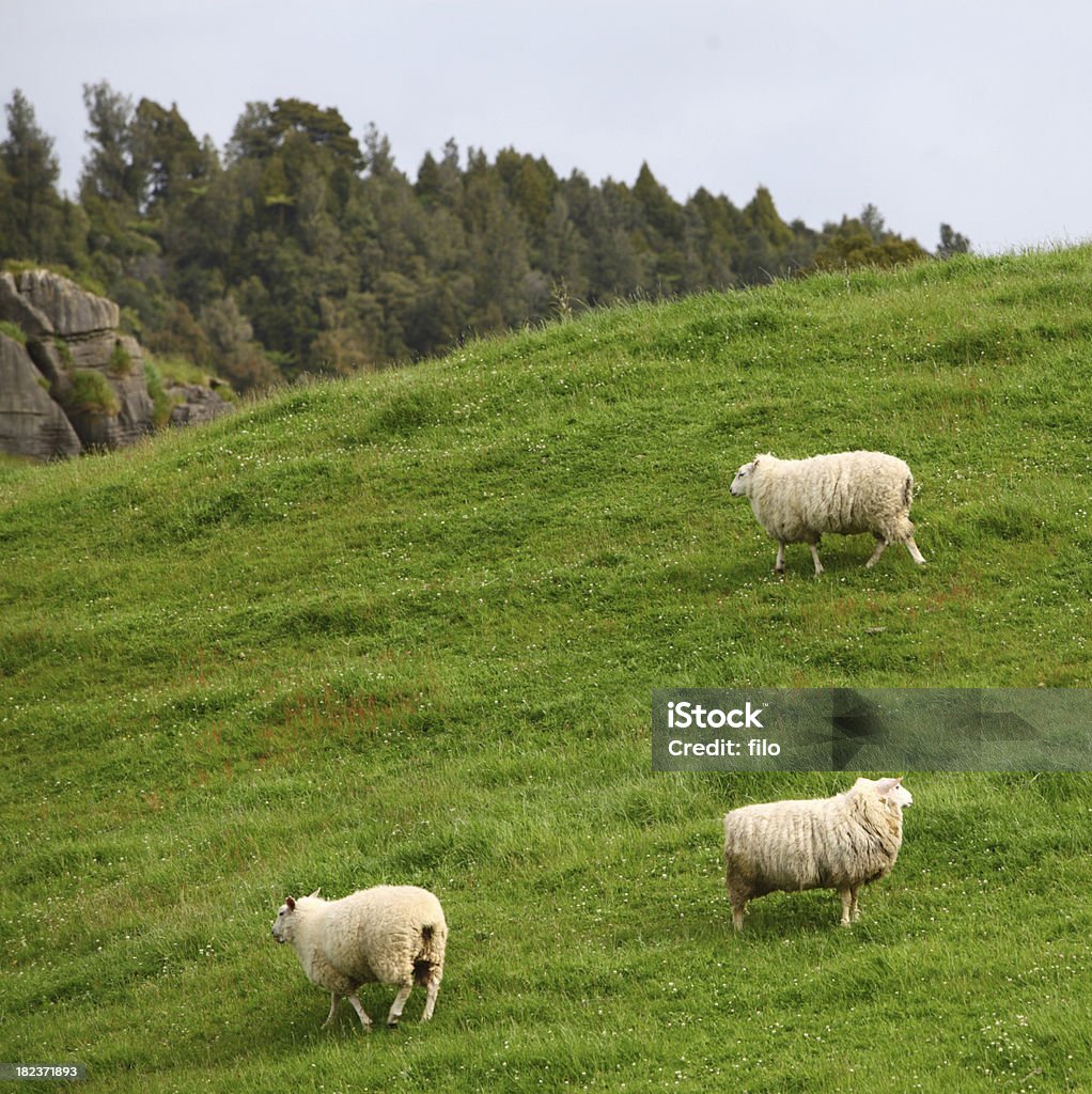 Owce z Nowej Zelandii - Zbiór zdjęć royalty-free (Biegać)