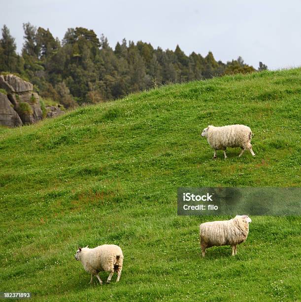 Owce Z Nowej Zelandii - zdjęcia stockowe i więcej obrazów Biegać - Biegać, Dzień, Farma owiec