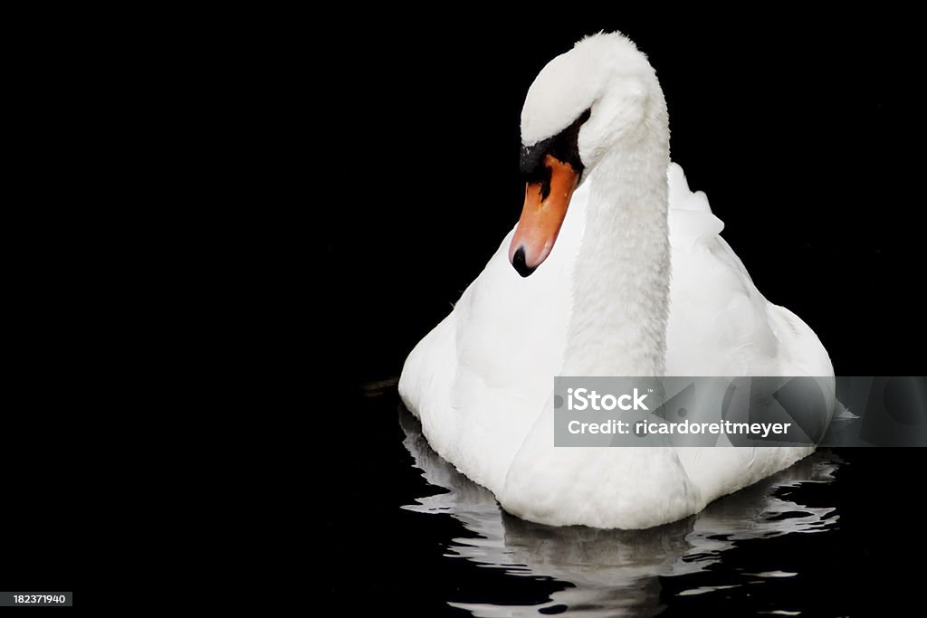 Bela whiteTrumpeter Swan flutuando na água fundo preto - Foto de stock de Cisne royalty-free