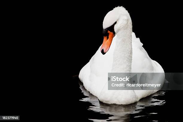 Foto de Bela Whitetrumpeter Swan Flutuando Na Água Fundo Preto e mais fotos de stock de Cisne