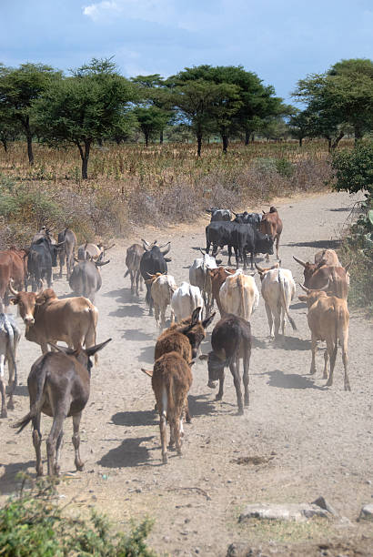 소 및 donkeys - animal africa ethiopia mule 뉴스 사진 이미지