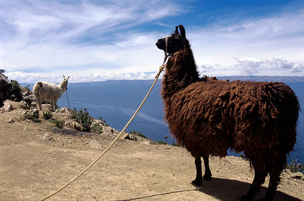 bolivia - bolivia copacabana bolivian ethnicity lake titicaca fotografías e imágenes de stock