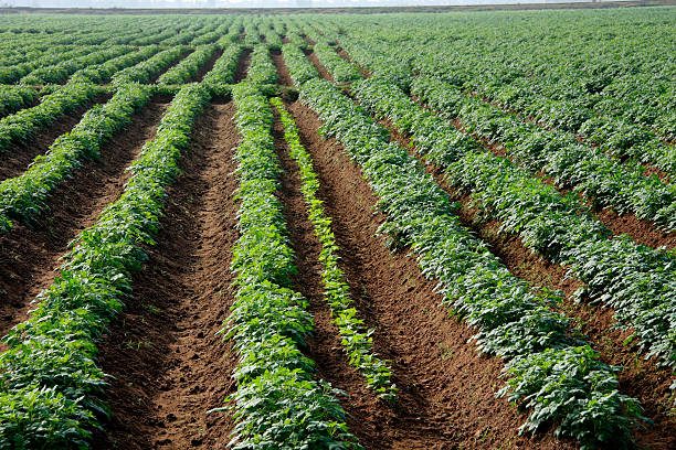istock Field of potatoes 182372154