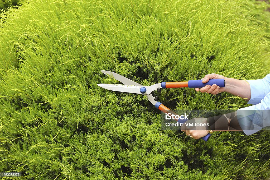 Schneiden Hedges - Lizenzfrei Strauch Stock-Foto