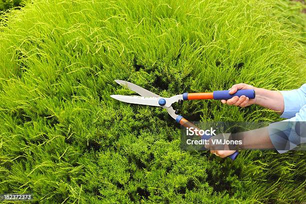 Recorte Hedges Foto de stock y más banco de imágenes de Arbusto - Arbusto, Cortar, Tijeras de jardín