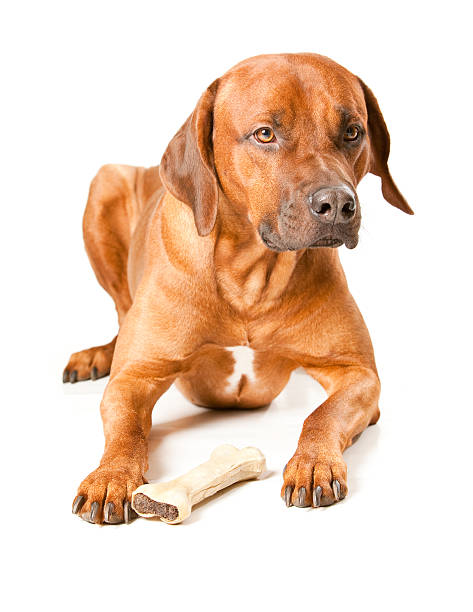 istock Portait of a Rhodesian Ridgeback 182372434