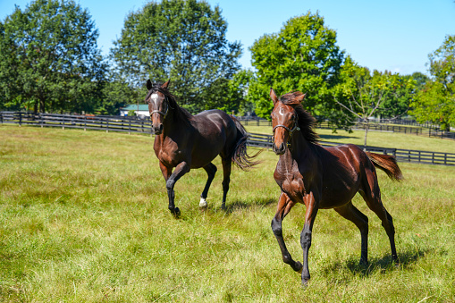 Beautiful thoroughbred brown mare and pony running in the lush green pasture in the rolling trees and hills of Kentucky