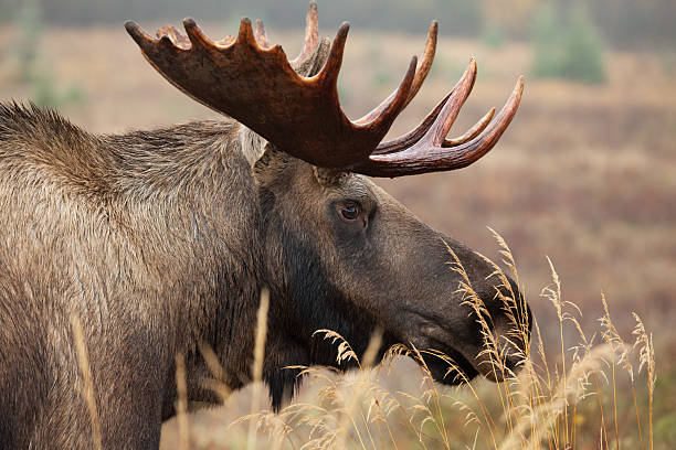 istock Bull moose from Alaska XXL 182372775