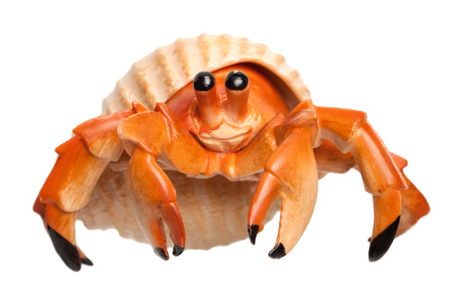 A closeup shot of hermit crab on the sea