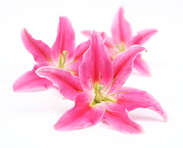 tres lilies - lily pink stargazer lily flower fotografías e imágenes de stock