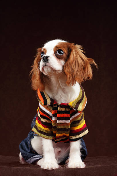 istock Dog Fashion 182373407