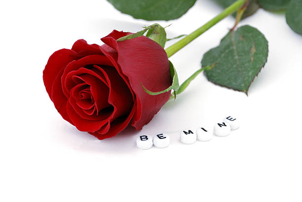 red rose with be mine letters stock photo