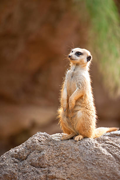 tan and white meerkat standing upright stock photo