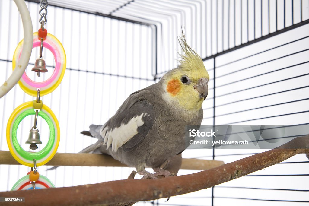 Weiro In A Cage An Australian Weiro (cockatiel/parrot) in a cage. Cockatiel Stock Photo