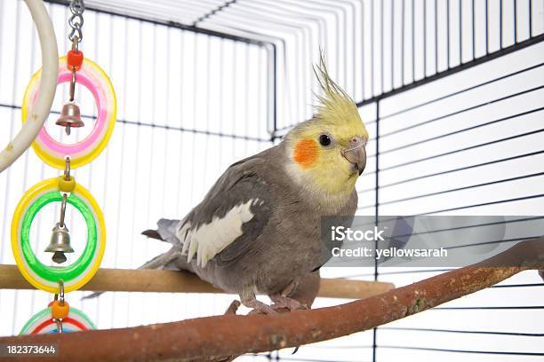 Weiro In A Cage Stock Photo - Download Image Now - Cockatiel, Birdcage, Pets